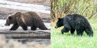 How do you distinguish a black bear from a grizzly bear
