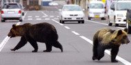 Bearproof Cans Protect You AND Bears