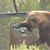 Bear trying to get into Silverback Single Metal Garbage Can