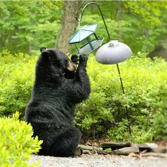 Bird feeders attract bears