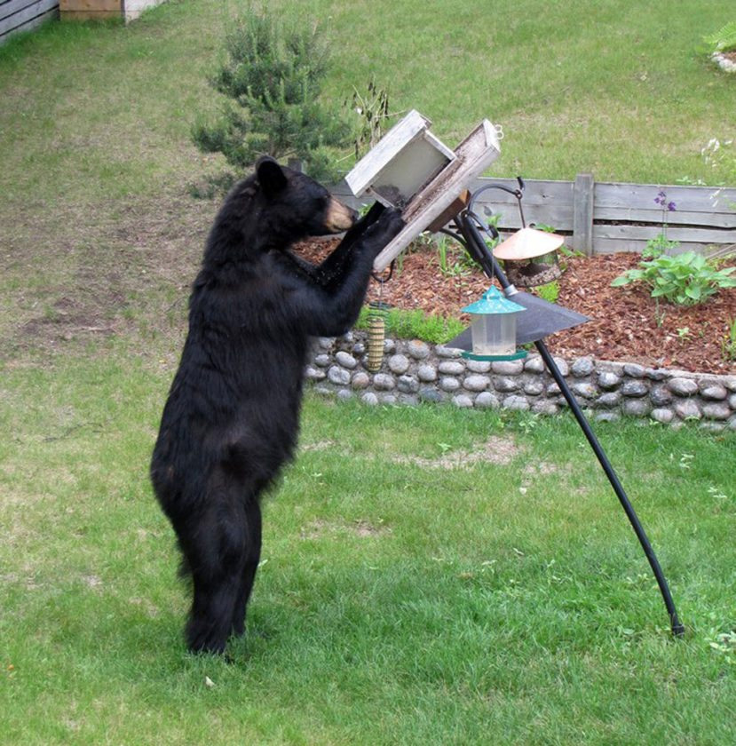 Bear Safety - Remove Bird Feeders