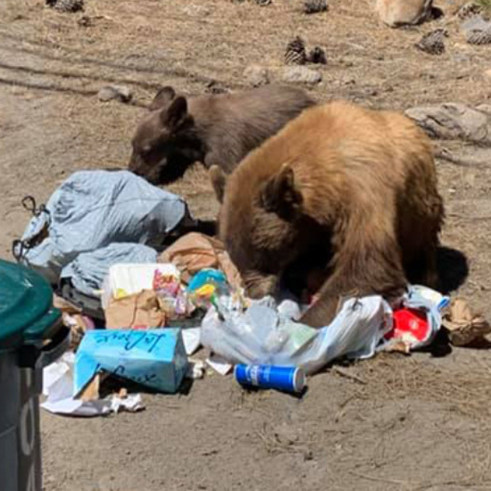Bears smell food in trash cans