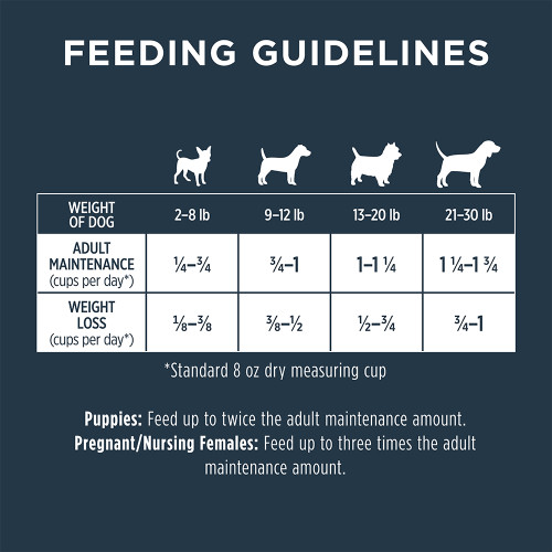 Small Breed Dog Food and Feeding Guide