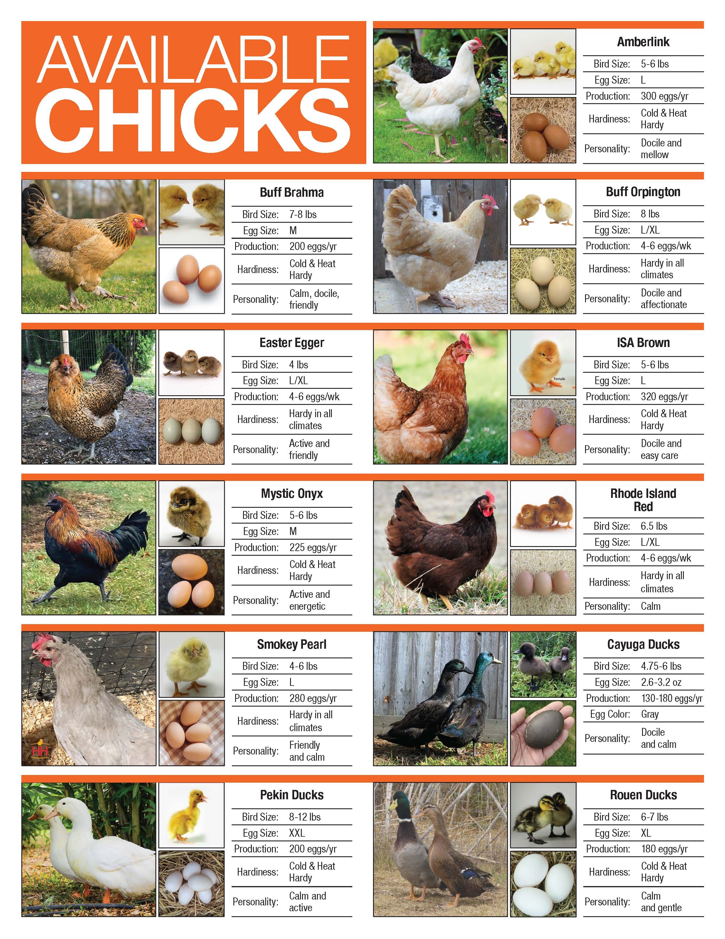 Chick Days