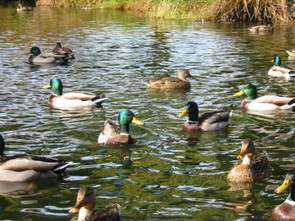 Duck Pond Challenges and Solutions Duck Pond Challenges and Solutions