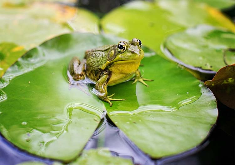 Frog Pond DIY Guide - How to Attract Frogs and Build a Pond for Them
