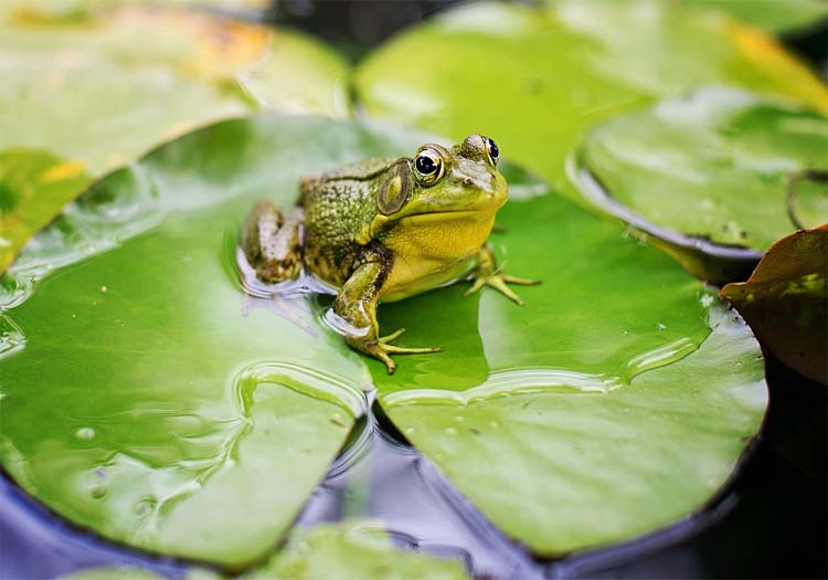 Frog Pond DIY Guide - How to Attract Frogs and Build a Pond for Them