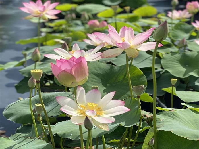 How to Create a Lotus Pond