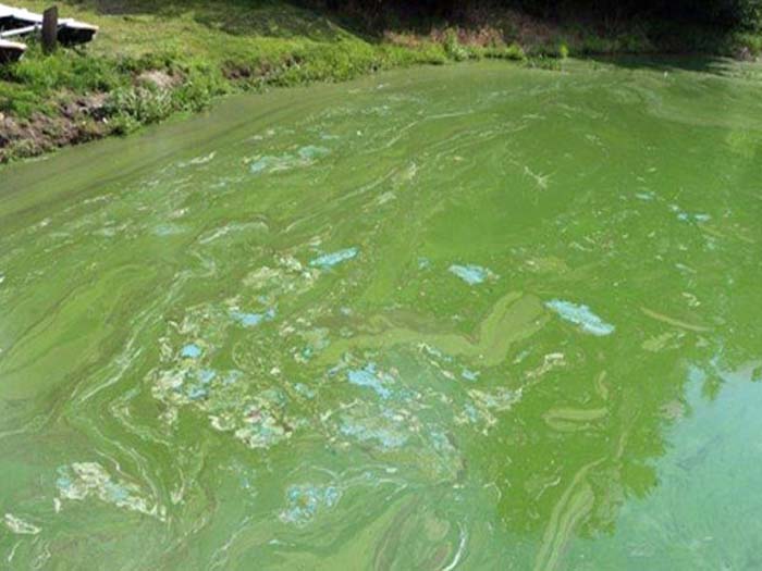 Algae - How to Control Algal Blooms in Ponds Including Blue Green Algae