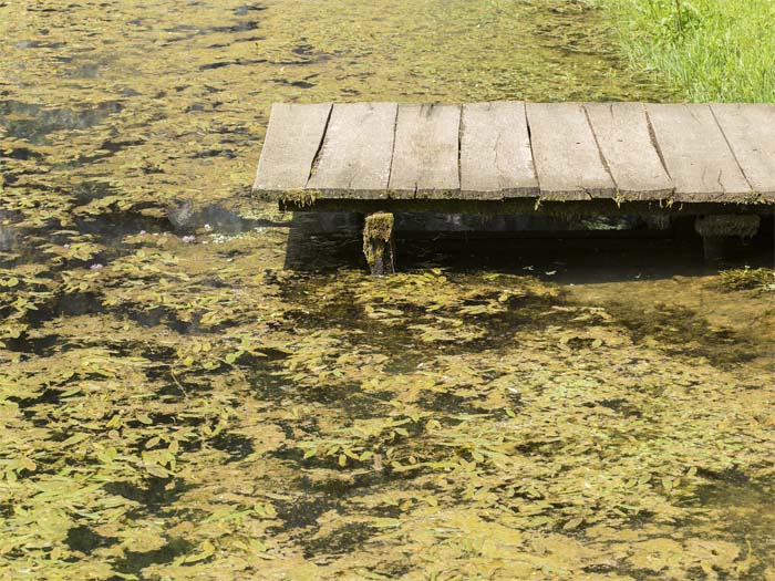 Effective Pond and Lake Weed Control Tips to Kill Your Aquatic Weeds Safely Without Harming Fish