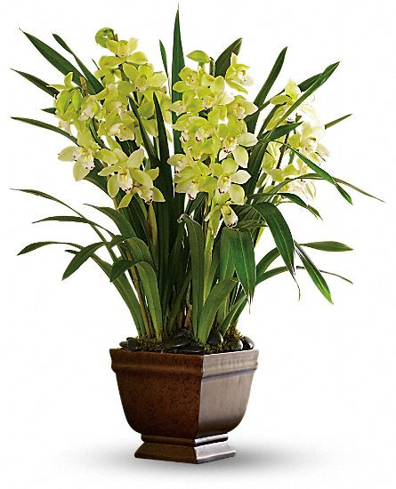 Splendid Orchids