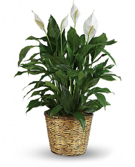 Simply Elegant Spathiphyllum