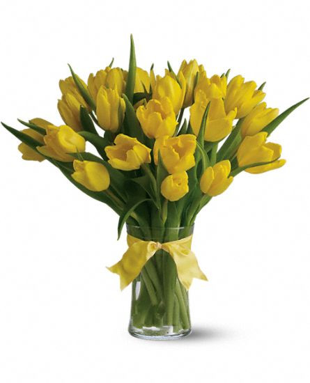 Sunny Yellow Tulips