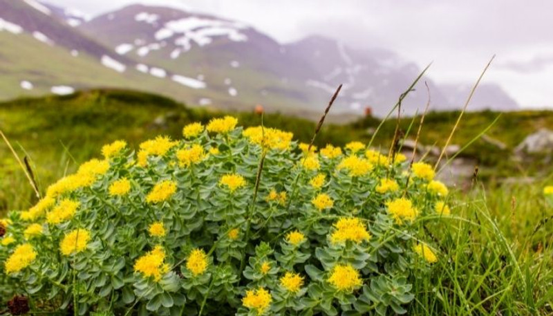 Why Take Rhodiola Why Take Rhodiola