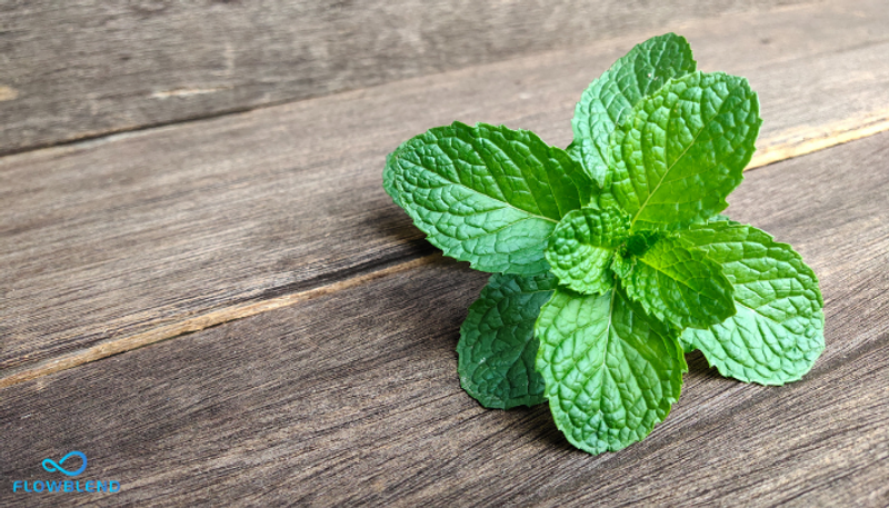 Is Wintergreen The Same As Menthol?