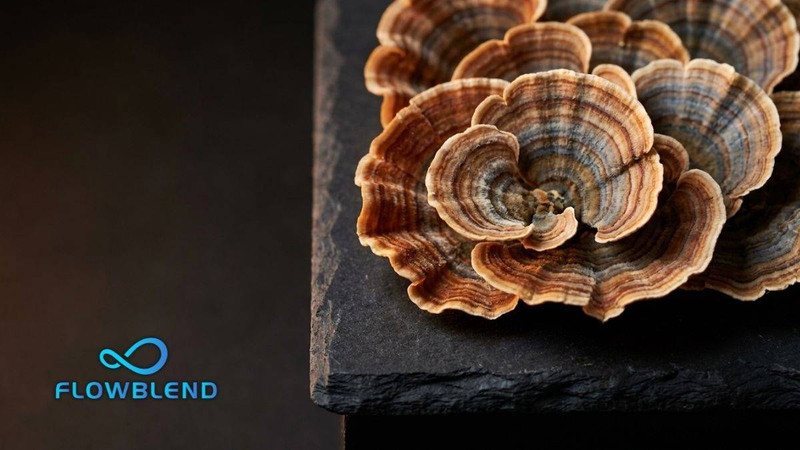 Turkey Tail Pouches: Immune Ritual or Overhyped Supplement?