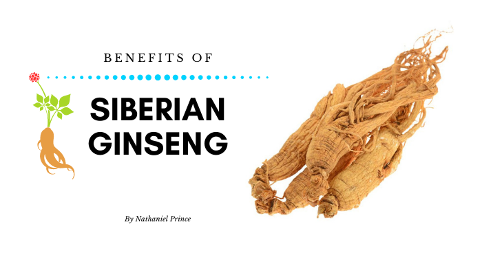 Siberian Ginseng Benefits