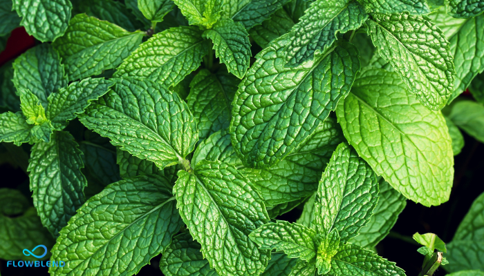 Is Mint A Natural Laxative? Benefits Explained