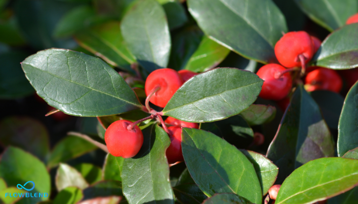 Can You Chew On Wintergreen Leaves?