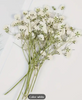 Pressed Plants Babys Breath White Pressed019