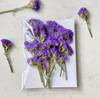 Pressed Plants Red Purple Statice Pressed014
