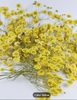 Pressed Plants Babys Breath Yellow Pressed020