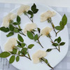 Pressed Plants 12pc White Rose Pressed027