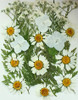 Pressed Plants 25pc Mixed White