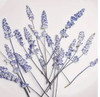 Pressed Plants Lavender Pressed Flower Sprigs 24 Lean Toward Lavender Pressed008