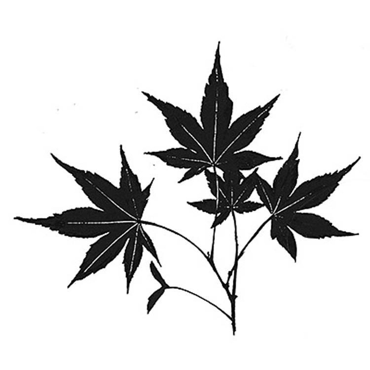 Lavinia Clear Stamps-Maple Leaf