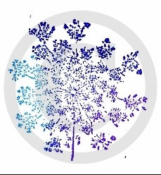 Rosewood- Frog Whiskers Rubber Cling Stamp F119- Queen Anne's Lace