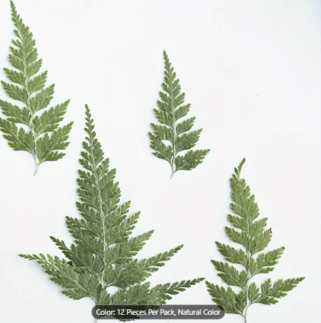 Pressed Plants 12pc Fern Pressed002