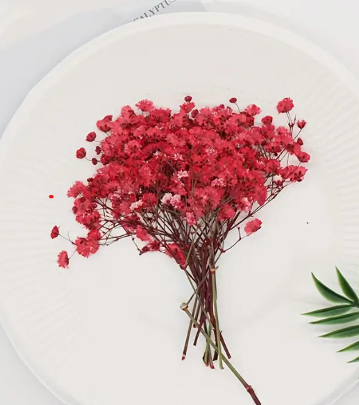Pressed Plants Babys Breath Red Pressed021