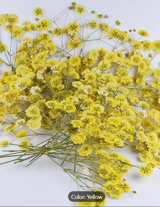 Pressed Plants Babys Breath Yellow Pressed020