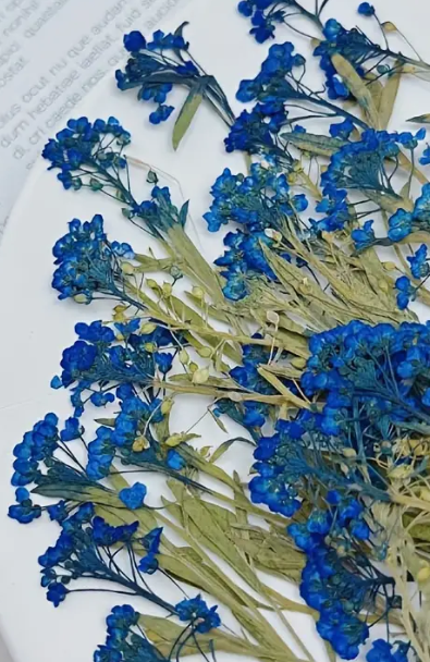 Pressed Plants 6pc Tiny Flowers Blue Pressed041