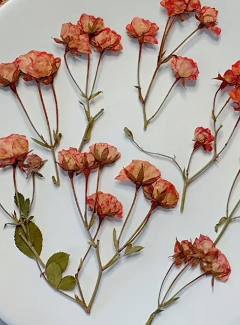 Pressed Plants 12pc Orange Rose Pressed036