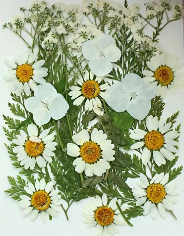 Pressed Plants 25pc Mixed White