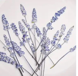 Pressed Plants Lavender Pressed Flower Sprigs 24 Lean Toward Lavender Pressed008