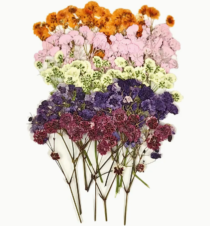 Pressed Plants Polychrome Pressed Flower Sprigs Pressed007