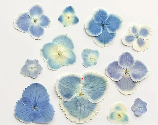 Pressed Plants 20pc Hydrangea Pressed024 Blue and Purple petals