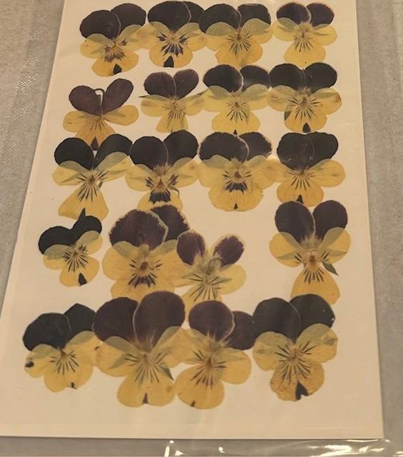 Pressed Plants Pansies 12 pcs Pressed069
