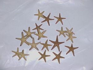 Tiny 3/8" to 1/2" Starfish Natural Crafts Shells 6pc