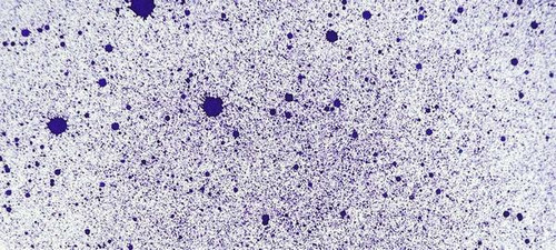 Cosmic Shimmer Airless Mister - Blackberry Bliss