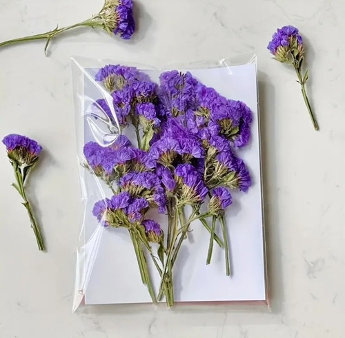 Pressed Plants Red Purple Statice Pressed014