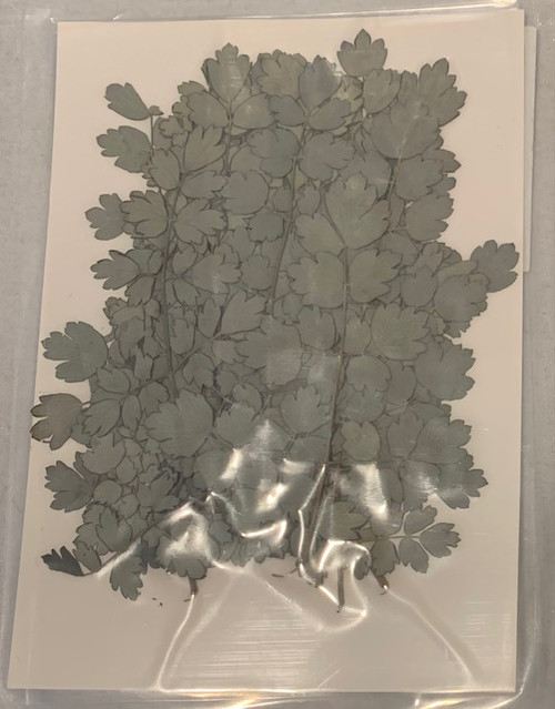 Pressed Plants Tang Fern Pressed026