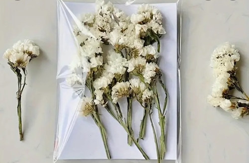 Pressed Plants White Statice Pressed015