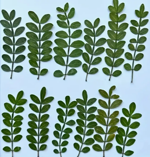 Pressed Plants 24 Pcs Leaf Sprigs Pressed025