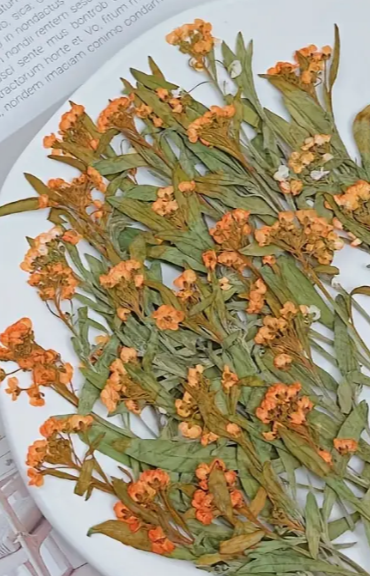 Pressed Plants 6pc Tiny Flowers Orange Pressed042