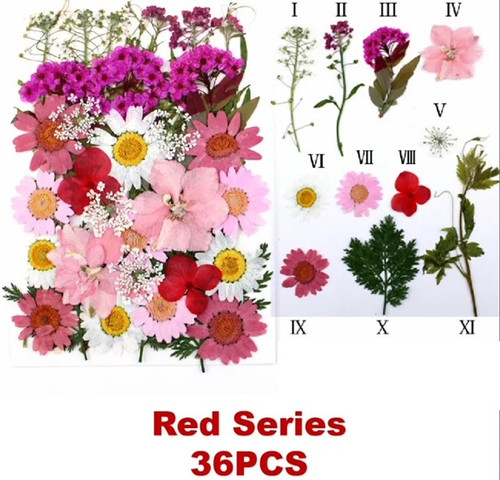 Pressed Plants 33pc Mixed Red Pressed048