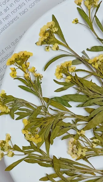 Pressed Plants 6pc Tiny Flowers Yellow Pressed043